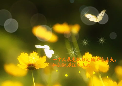 雨曦励志语录，在风雨中绽放璀璨光芒