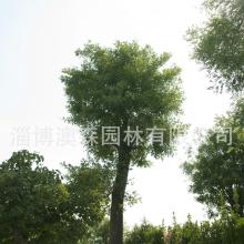 世界十大最矮树种排行揭秘