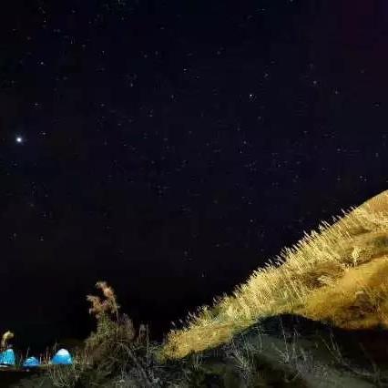 草原狼世界排名揭晓，探秘草原之王的多样魅力