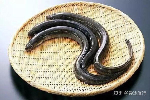 探寻鳗鱼品种魅力之旅，十大最佳鳗鱼排名揭晓！