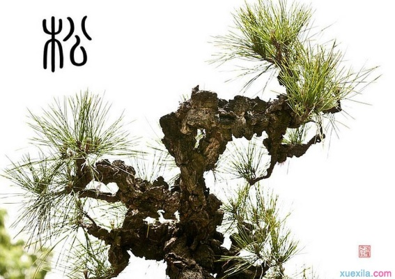 揭秘松树拼音写法及深层次的植物知识，一起百度探索松树的奥秘！