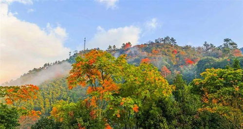 武汉秋季爬山攻略，探寻秋意浓时的翠绿江山美景
