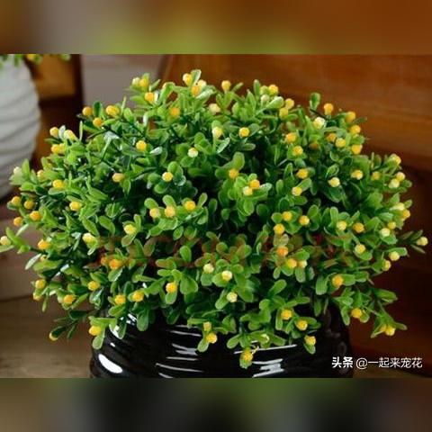 接连不断 第3页