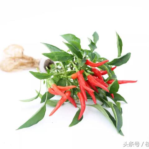 网络盒子TOP10排名榜单揭晓，选购指南与深度解析评测报告！