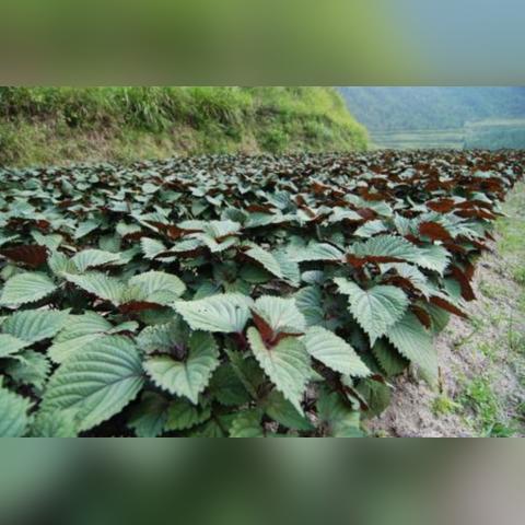 深度揭秘，日本鱼腥草文化的历史与背景探索