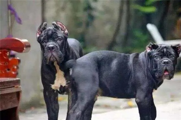世界顶级犬种荣耀风采一览，猛犬排名照片全解析