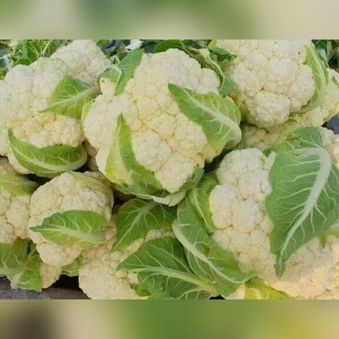 陕西散花价格今日行情分析