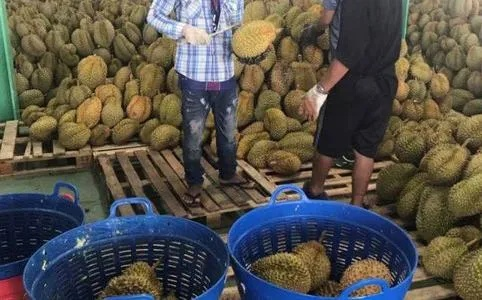 榴莲今日行情，最新价格走势深度解析