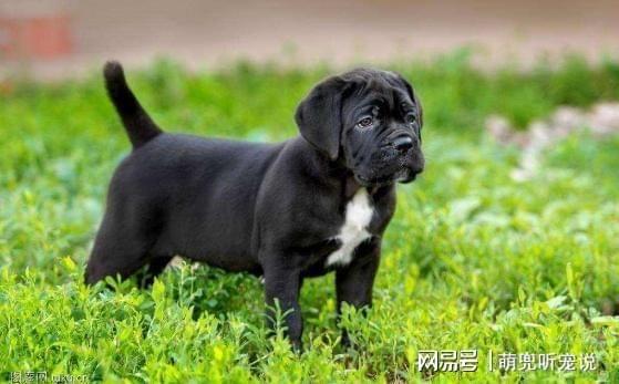 世界顶级神犬大揭秘，犬种优劣排名，神秘面纱下的王者之选