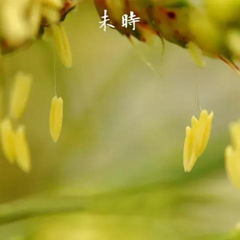 高粱镇最新发展动态，揭秘小镇蜕变之路