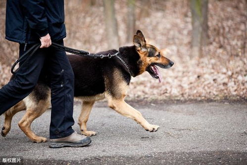 警犬世界的无言忠诚与智商揭秘