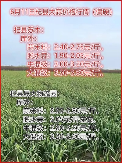 丰县大蒜今日行情速递，最新价格与市场趋势深度解析