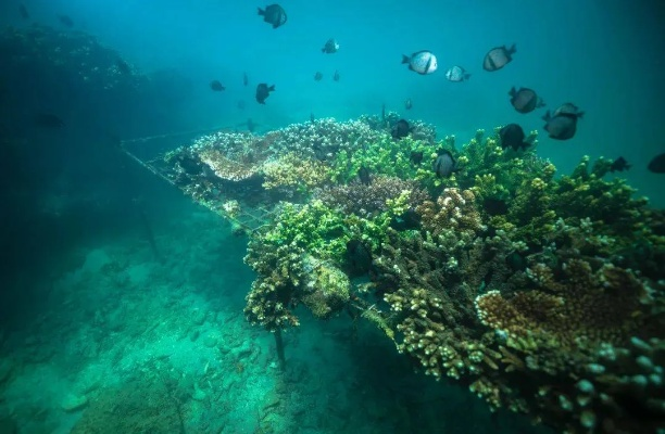 2022世界海洋排名揭秘，探索浩瀚蔚蓝深处的神秘奥秘