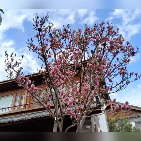 丽江古城骑行攻略，探寻魅力之旅，畅游历史长河