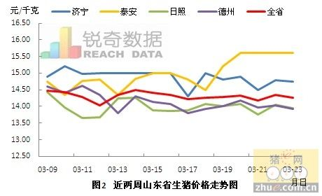 山东青岛猪价今日动态，市场走势分析与未来预测
