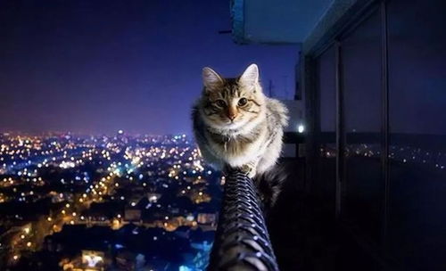 世界猫咪大赛榜单揭晓，猫界精英的荣耀时刻