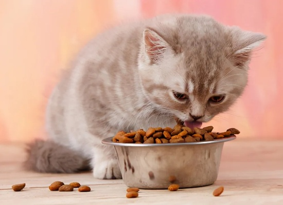 今日猫咪食谱精选，带你领略猫咪美食世界实拍图片
