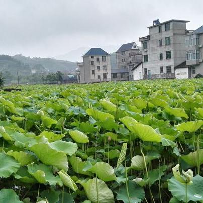 丽水车间净化公司排行榜揭晓，行业领军者的优势与实力深度解读