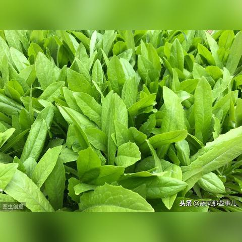 包菜最新行情，今日价格走势分析，市场趋势预测与解读