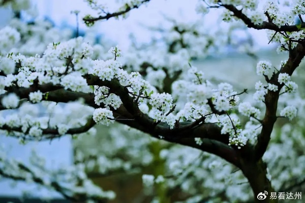 榆林李子花盛开，城市脉动同步共鸣