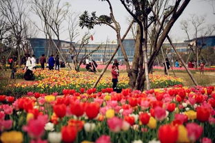 武汉花市繁华TOP10，都市绿洲，繁花似锦的赏花胜地