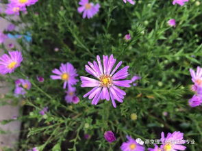 今日格子新闻速递，探索新闻领域的最新动态