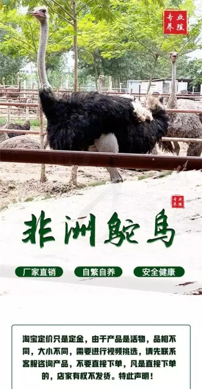 鸵鸟行情走势解析，最新动态及市场预测