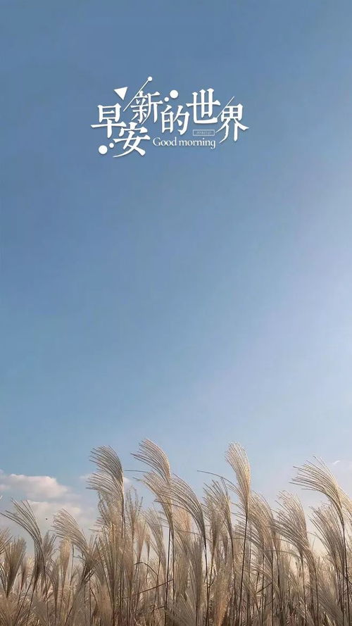 逆风破浪重塑心灵之光，悲观文案励志语录精选