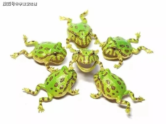 揭秘百度青娃背后的故事与奇迹，探索未知的奇迹世界！