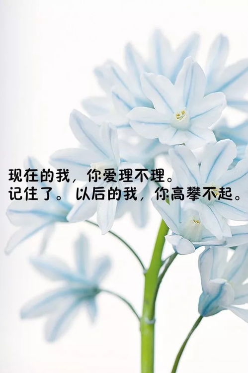 励志语录与温馨句子，人生暖阳照耀心灵