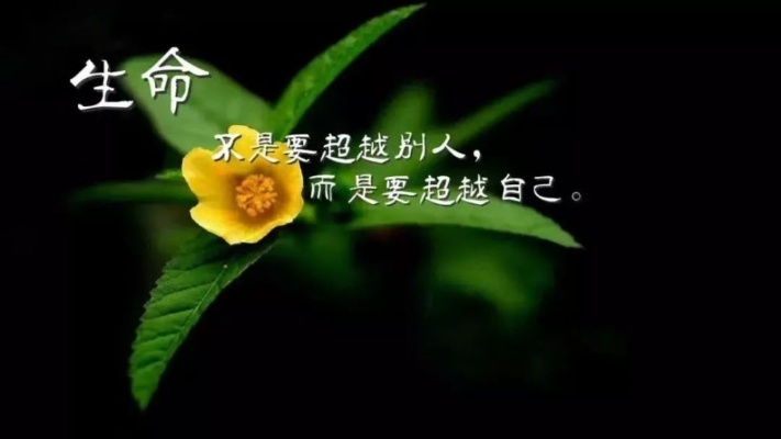 励志温暖语录，点亮人生之光，感动心灵深处