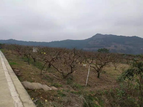 同安山平村积水情况更新，最新消息通报