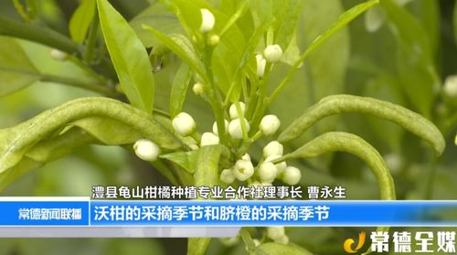 罗平香椿产业引领绿色产业，乡村振兴再添新动力
