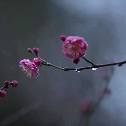 黄冈头条新闻聚焦，遗爱湖生态美景与文化韵味共融展现