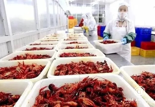 探秘曲靖小龙虾繁荣背后的最新动态，揭秘小龙虾产业蓬勃发展秘密！