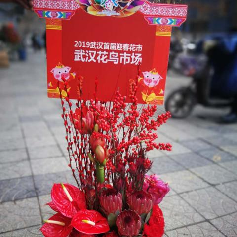 康乃馨图片大放送，领略千姿百态的美丽康乃馨视觉盛宴