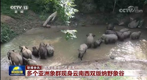 南京水塘背后的故事与环境问题揭秘