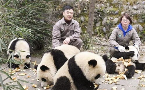 熊猫旅游基地攻略揭秘，探访国宝熊猫的温馨家园