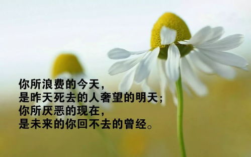 励志心情语录，助力学习成长——精美壁纸分享，每日更新正能量！