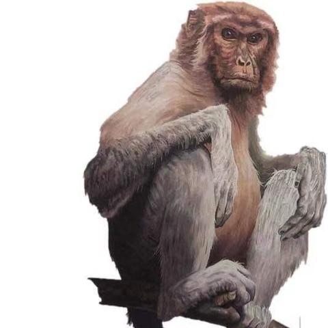 动物大联盟最新图鉴攻略揭秘，探索神秘生物世界的终极指南