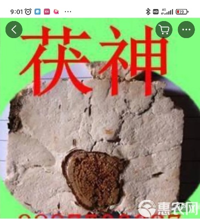 茯神价格行情最新动态，市场走势与专业解读揭秘