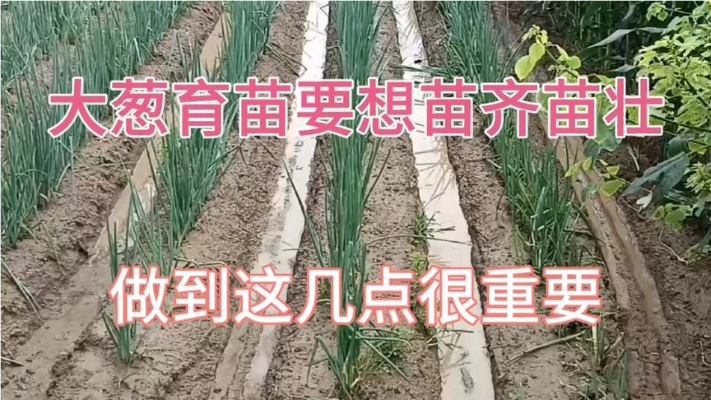 大葱育苗技术全解析，从种子选择到壮苗培育一站式攻略！