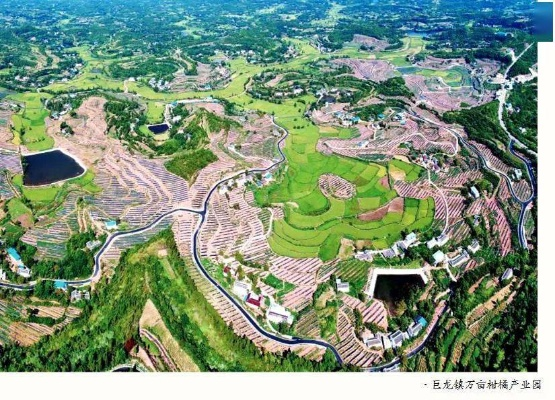 蓬安巨龙跃动，地方发展脉搏揭秘，最新新闻头条