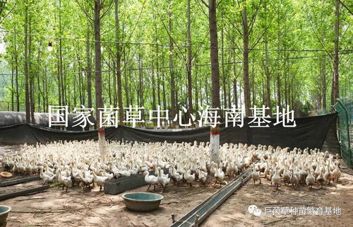 西藏足球公司排名及发展前景概述