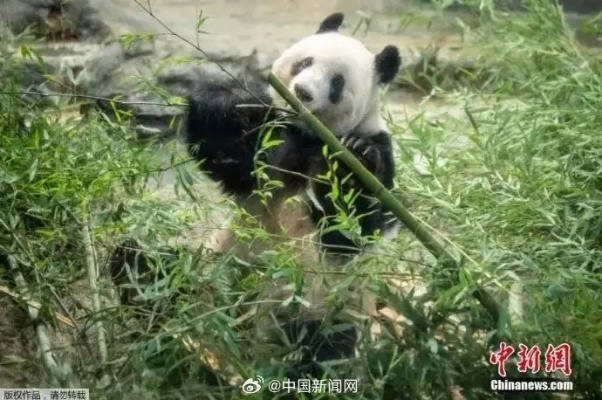 美香最新动态，熊猫生活的温馨点滴