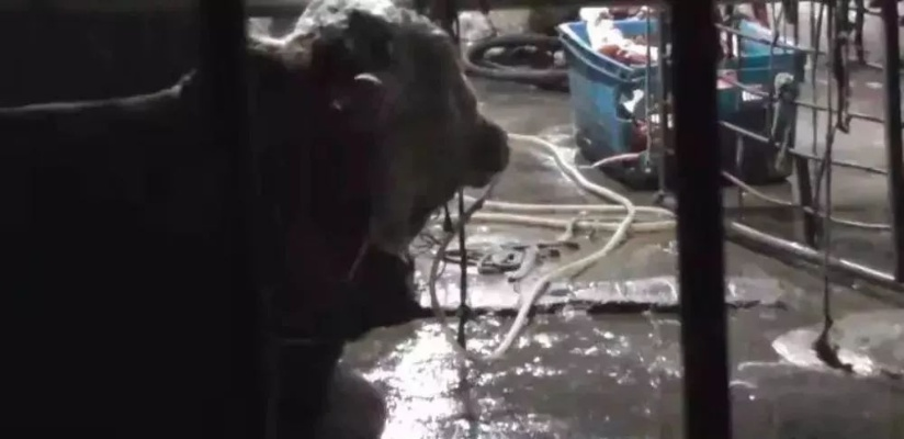 揭秘宰牛灌水背后的真相，新闻头条下的内幕探究