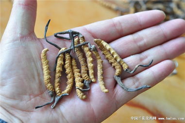 揭秘冬虫夏草，神奇药效与传奇故事全解析