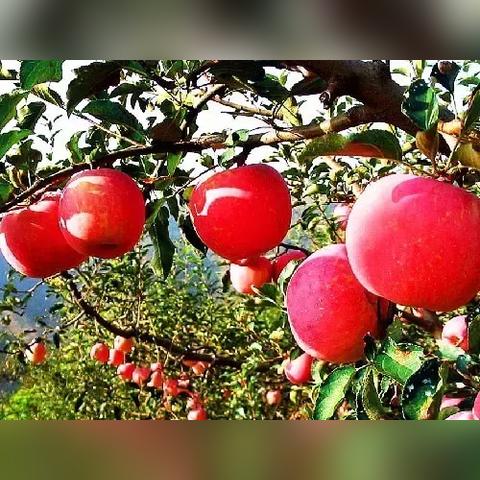 接连不断 第4页