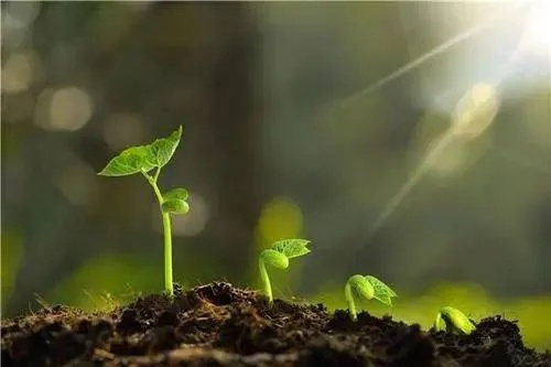 植物医生励志语录，生长的力量与人生智慧的启迪