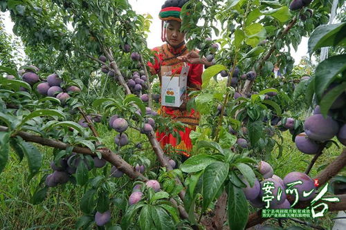 全球休闲果园大比拼，探索世界最美的果园胜地排名
